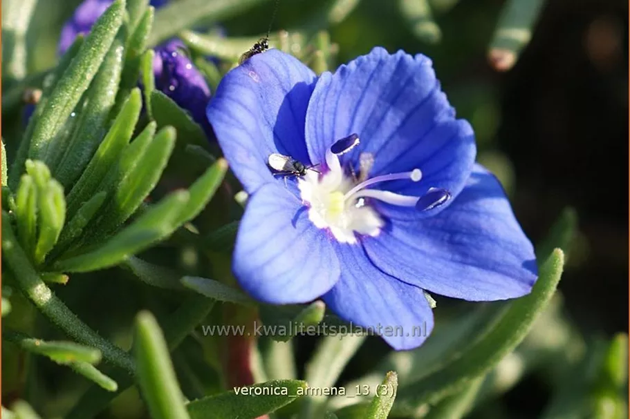 Veronica armena