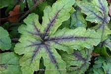 Tiarella 'Jeepers Creepers'