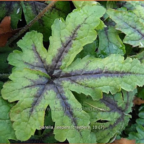 Tiarella 'Jeepers Creepers'