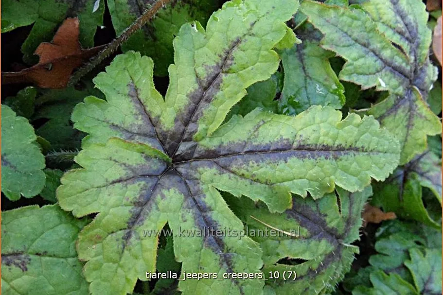 Tiarella 'Jeepers Creepers'