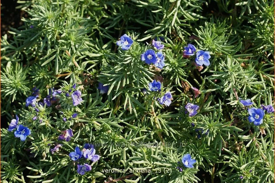 Veronica armena