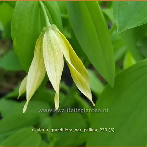 Uvularia grandiflora var. pallida