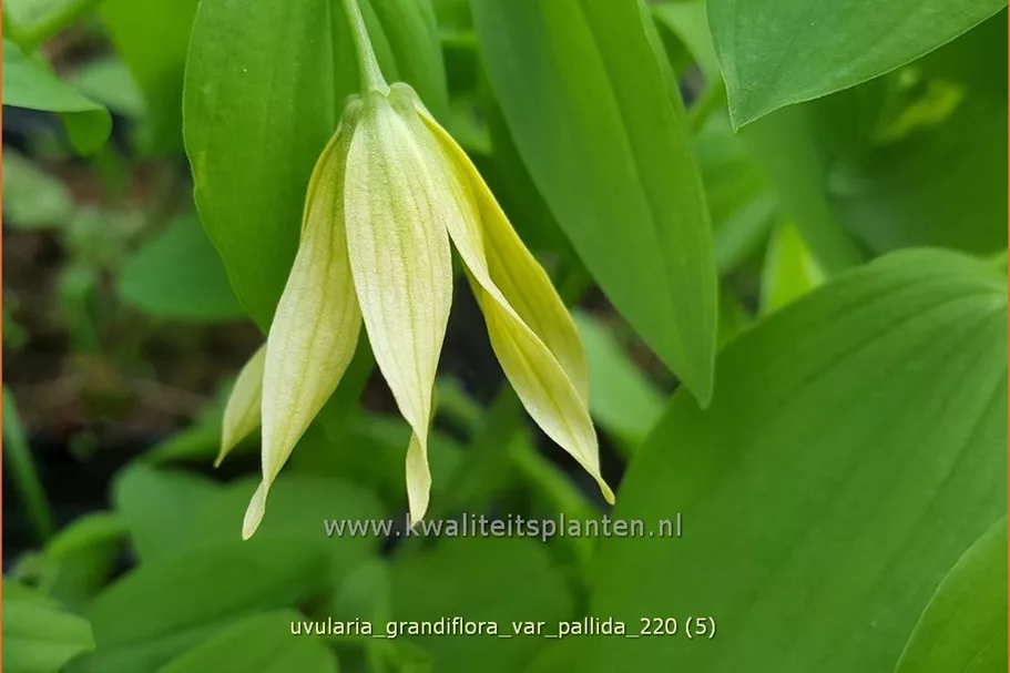 Uvularia grandiflora var. pallida