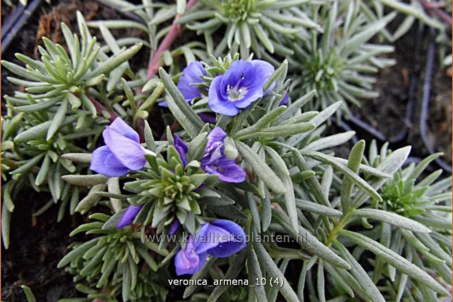 Veronica armena