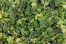 Tiarella 'Jeepers Creepers'