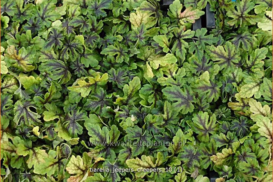 Tiarella 'Jeepers Creepers'