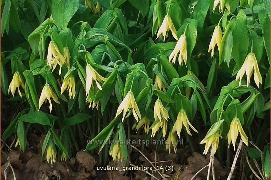 Uvularia grandiflora var. pallida