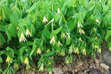 Uvularia grandiflora var. pallida