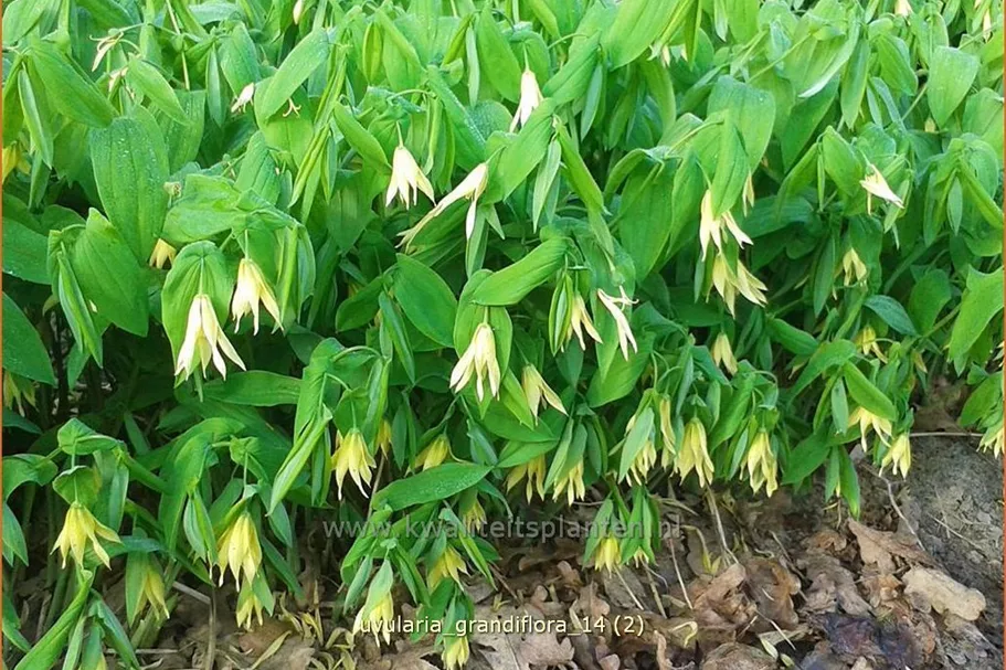 Uvularia grandiflora var. pallida