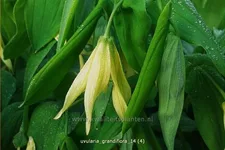 Uvularia grandiflora var. pallida