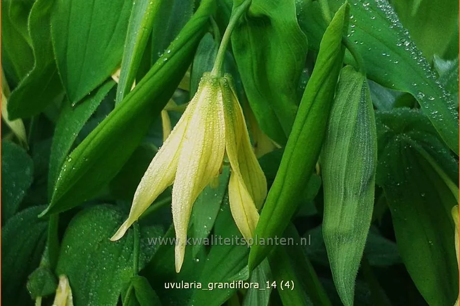 Uvularia grandiflora var. pallida