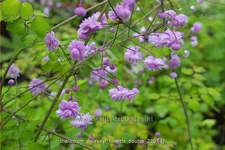 Thalictrum delavayi 'Hewitt´s Double'