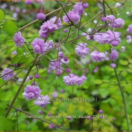 Thalictrum delavayi 'Hewitt´s Double'