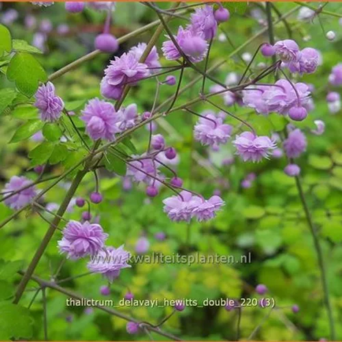 Thalictrum delavayi 'Hewitt´s Double'