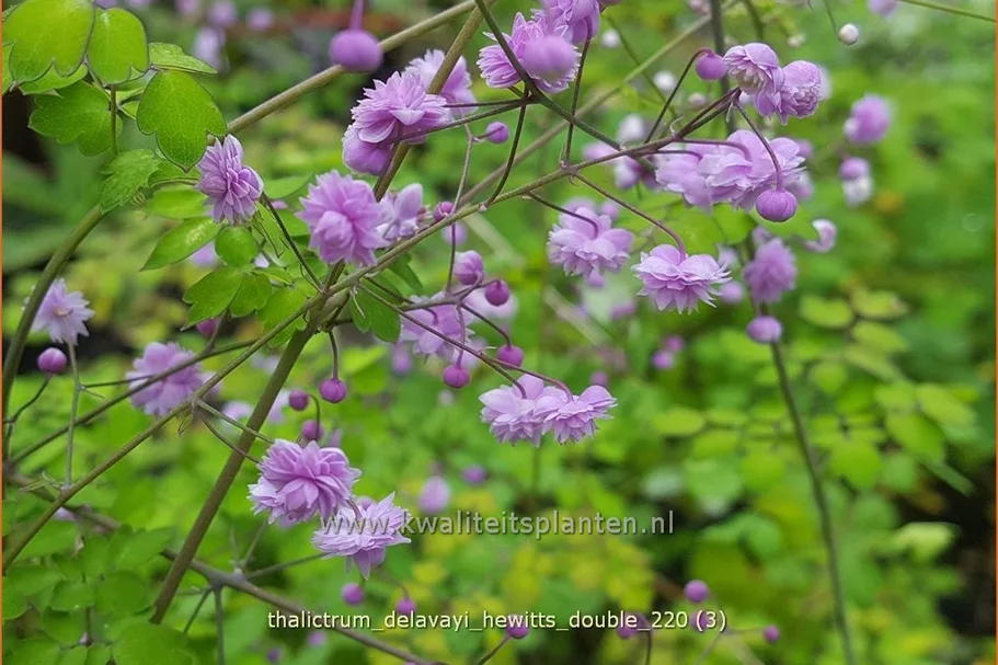 Thalictrum delavayi 'Hewitt´s Double'