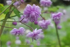Thalictrum delavayi 'Hewitt´s Double'