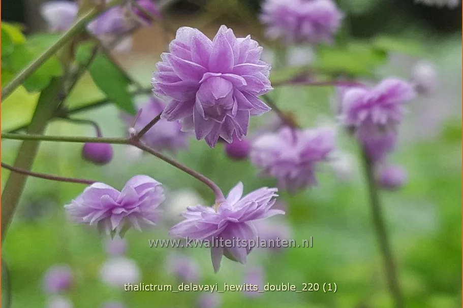 Thalictrum delavayi 'Hewitt´s Double'