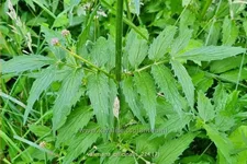 Valeriana officinalis