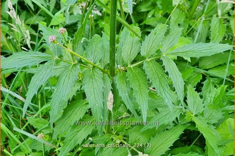 Valeriana officinalis
