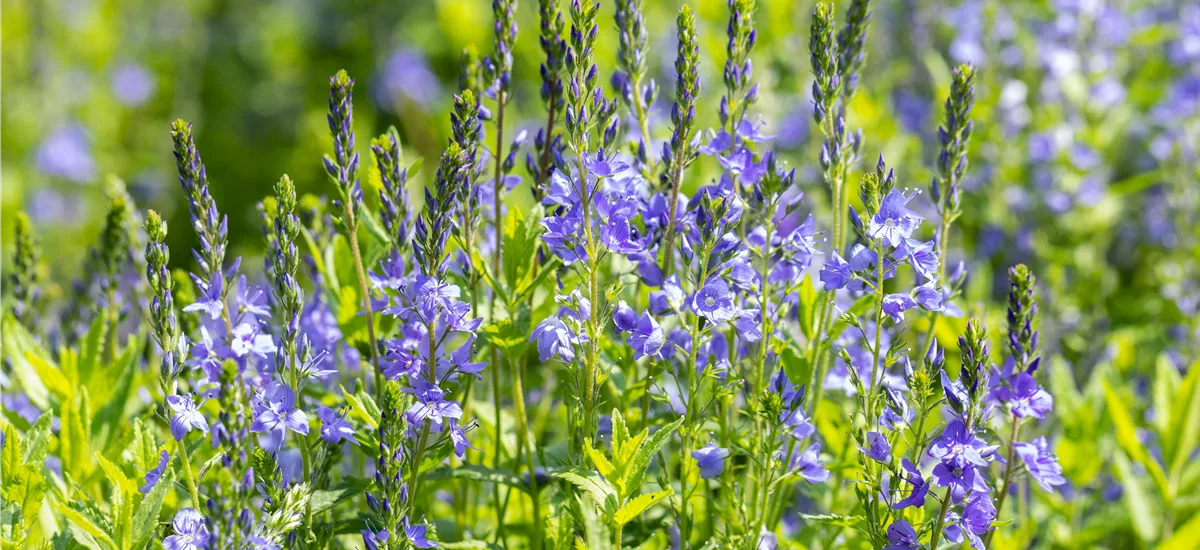 Veronica austriaca 'Knallblau'