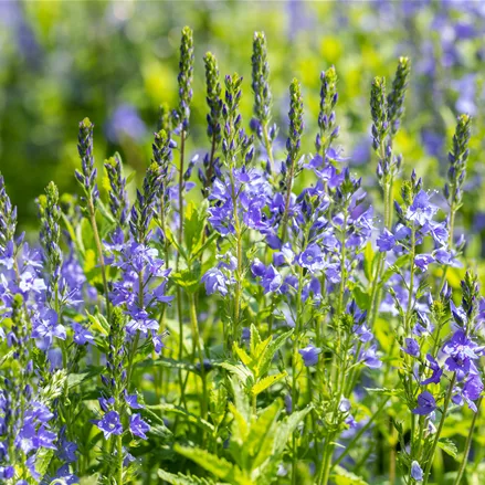 Veronica austriaca 'Knallblau'