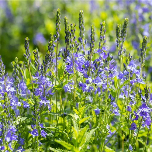 Veronica austriaca 'Knallblau'