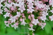 Valeriana officinalis