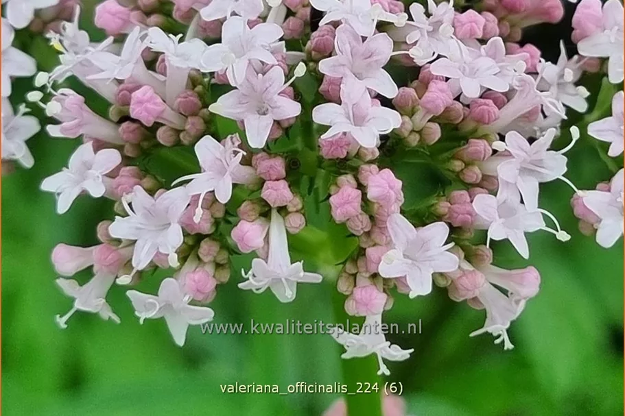 Valeriana officinalis