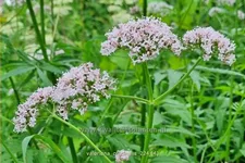 Valeriana officinalis