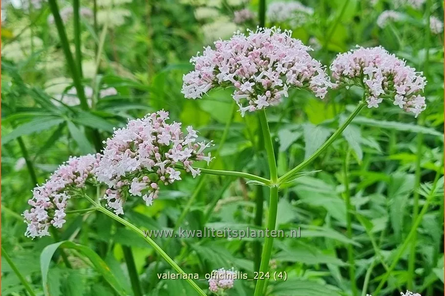 Valeriana officinalis