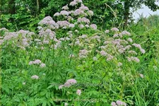 Valeriana officinalis