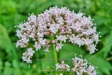 Valeriana officinalis