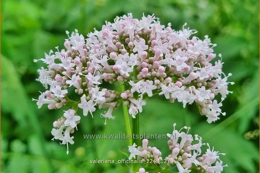 Valeriana officinalis