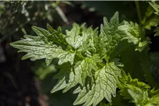 Valeriana officinalis