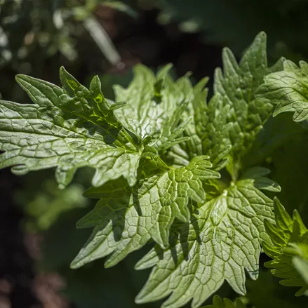 Valeriana officinalis
