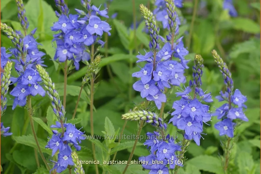 Veronica austriaca subsp. teucrium 'Shirley Blue'