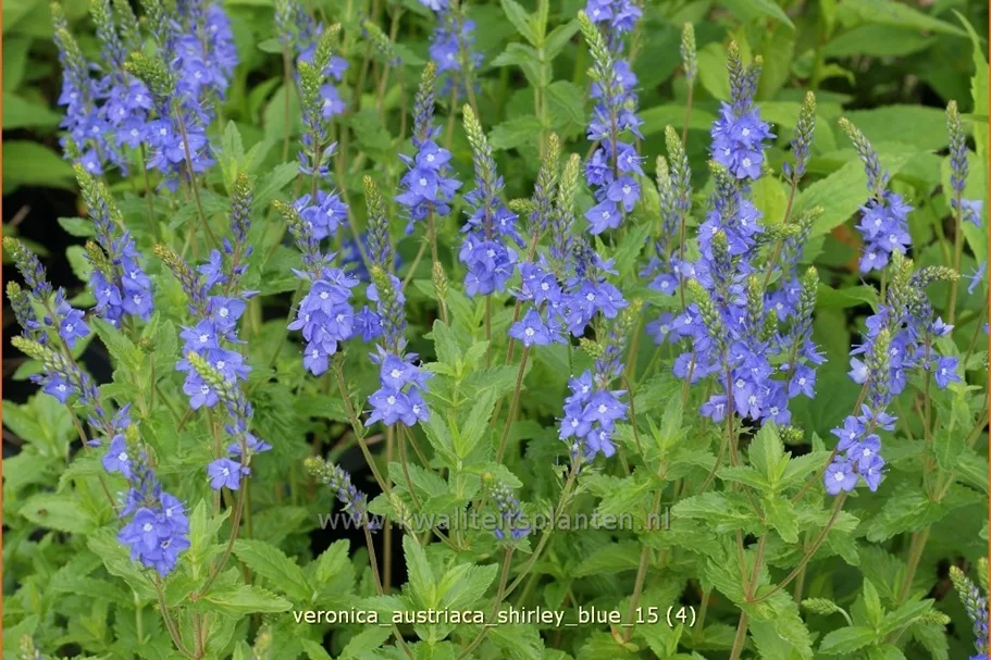 Veronica austriaca subsp. teucrium 'Shirley Blue'