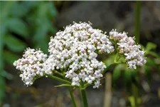 Valeriana officinalis