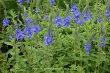 Veronica austriaca subsp. teucrium 'Shirley Blue'
