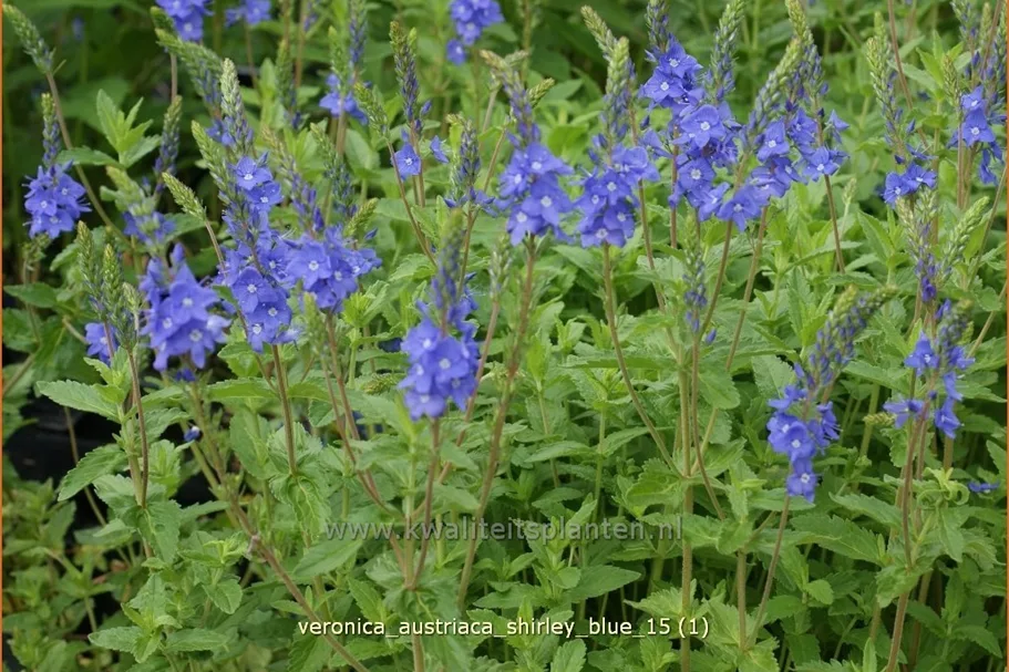 Veronica austriaca subsp. teucrium 'Shirley Blue'