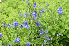 Veronica austriaca subsp. teucrium 'Shirley Blue'