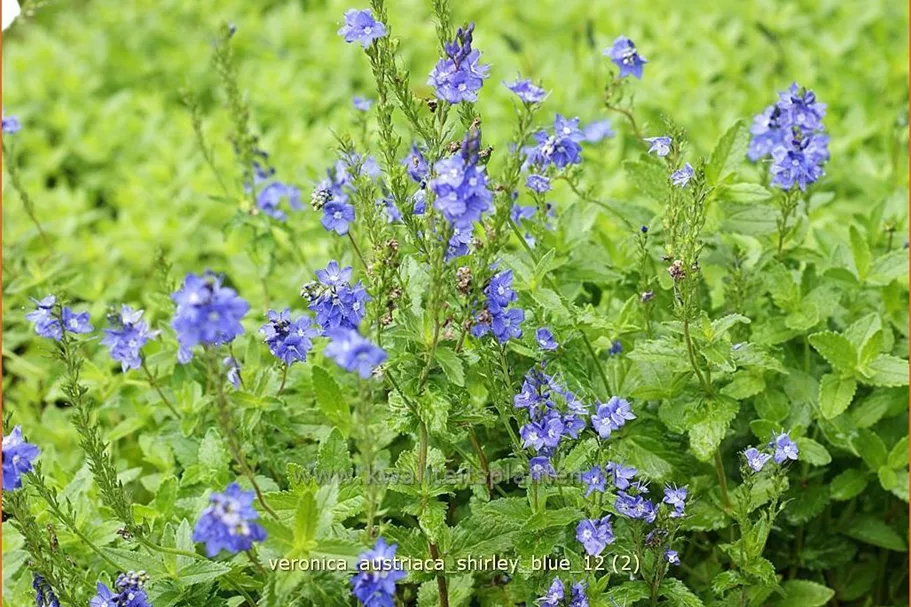 Veronica austriaca subsp. teucrium 'Shirley Blue'