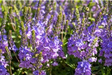 Veronica austriaca subsp. teucrium 'Shirley Blue'