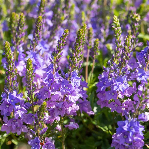 Veronica austriaca subsp. teucrium 'Shirley Blue'