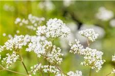 Valeriana officinalis