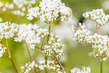 Valeriana officinalis