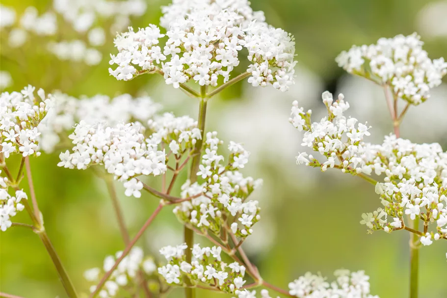 Valeriana officinalis