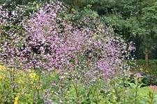 Thalictrum delavayi 'Splendide'®