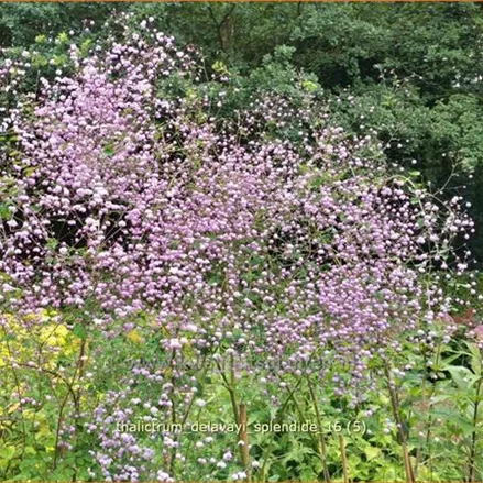 Thalictrum delavayi 'Splendide'®