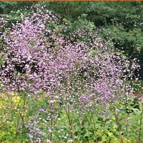 Thalictrum delavayi 'Splendide'®